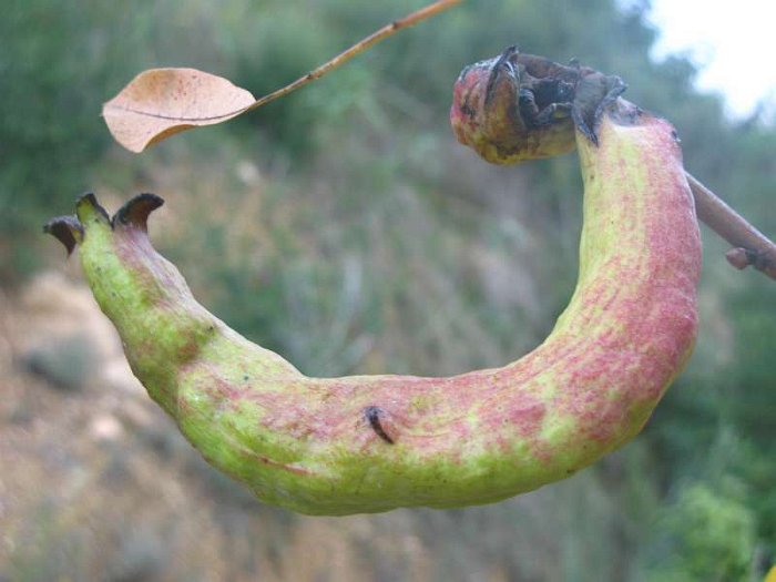 Agallas (Pistacia terebinthus) (4)